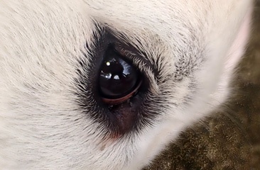 P1033621a.jpg